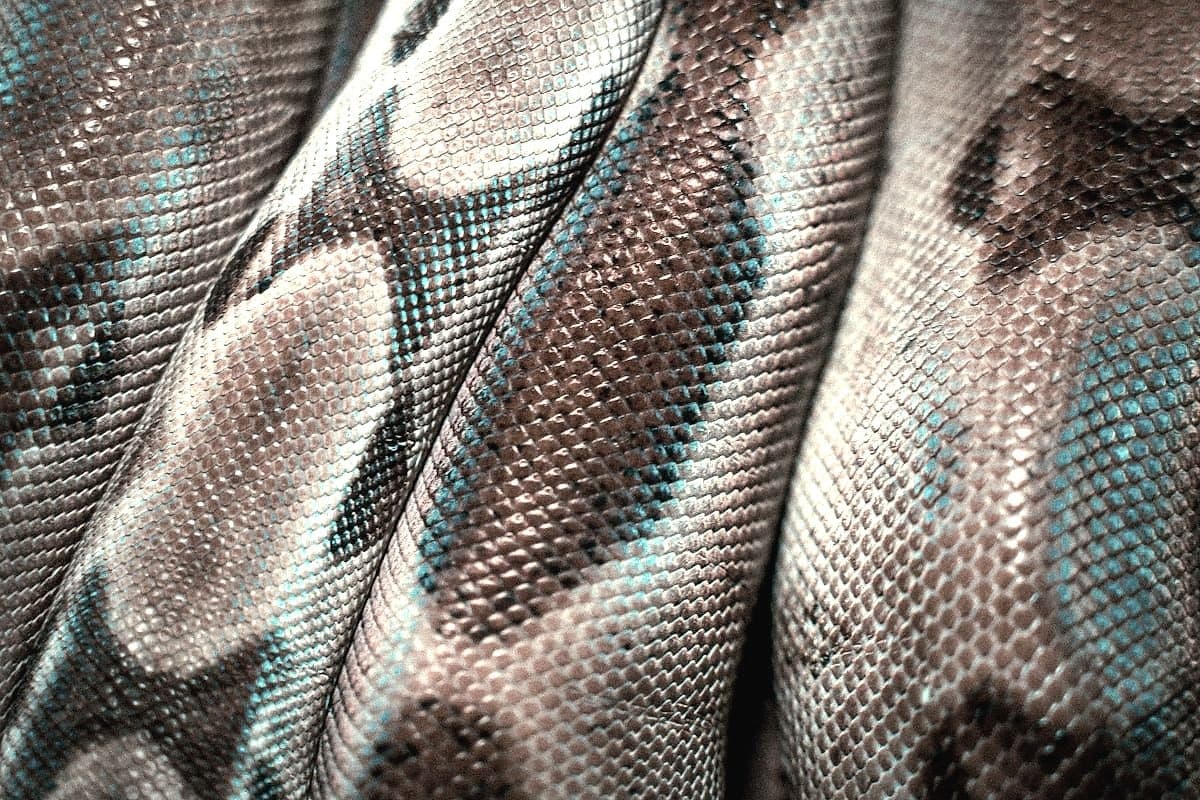 Snake-Embossed Leather